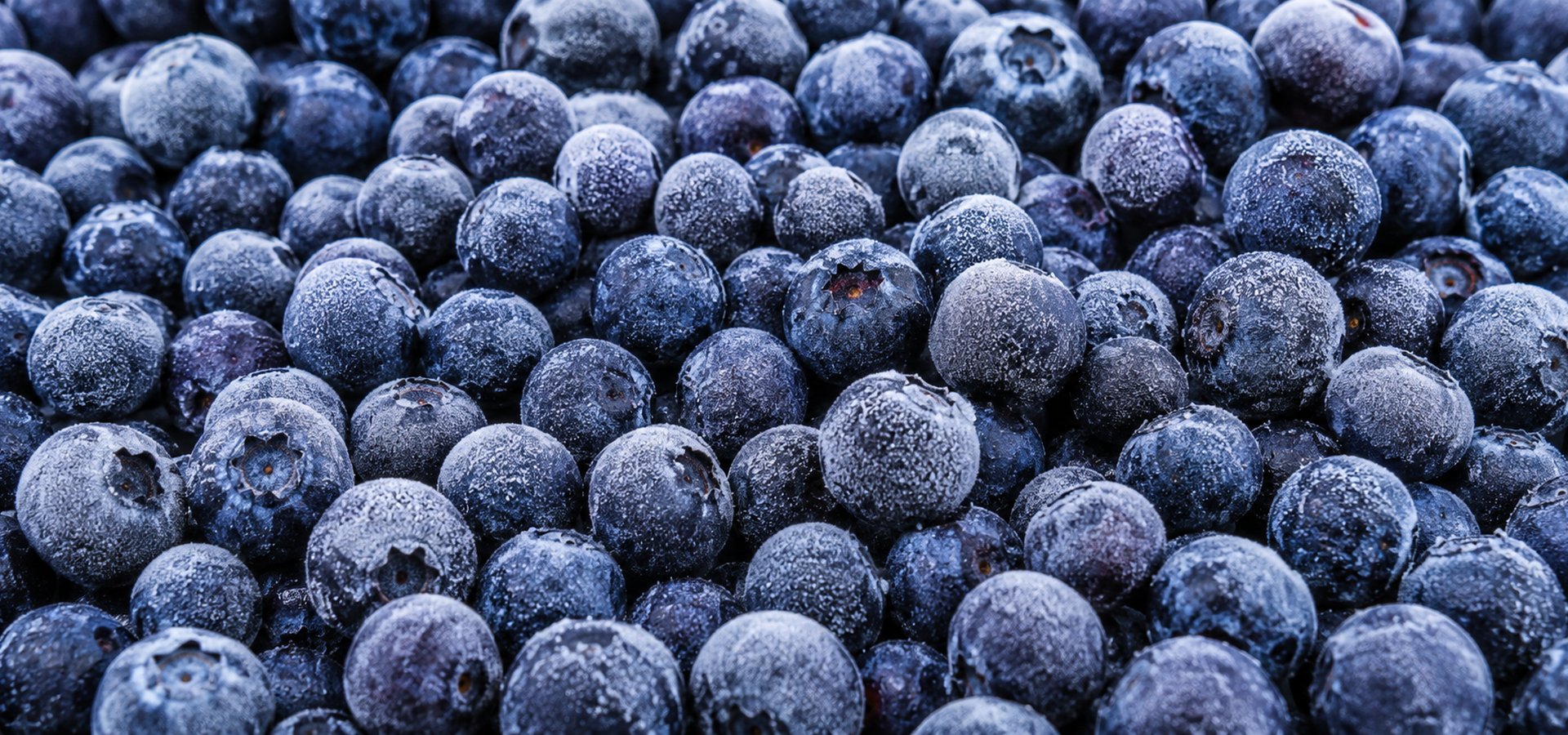 Wholesale IQF frozen blueberries — Haba Foods