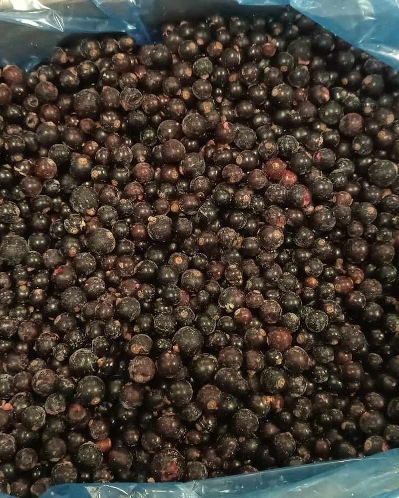 Freshly packed IQF blackcurrants