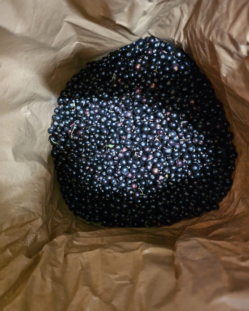Packed blackcurrants ready for dispatch