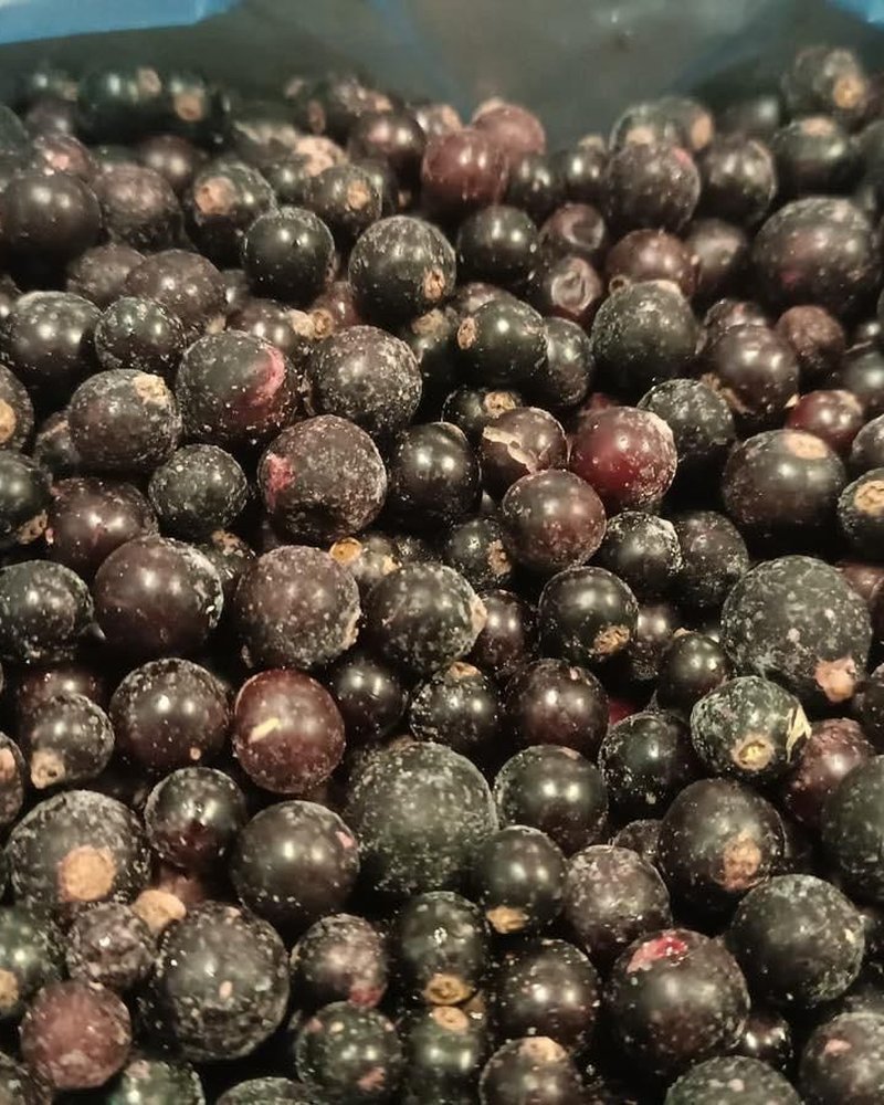 Close-up of IQF blackcurrants during quality check