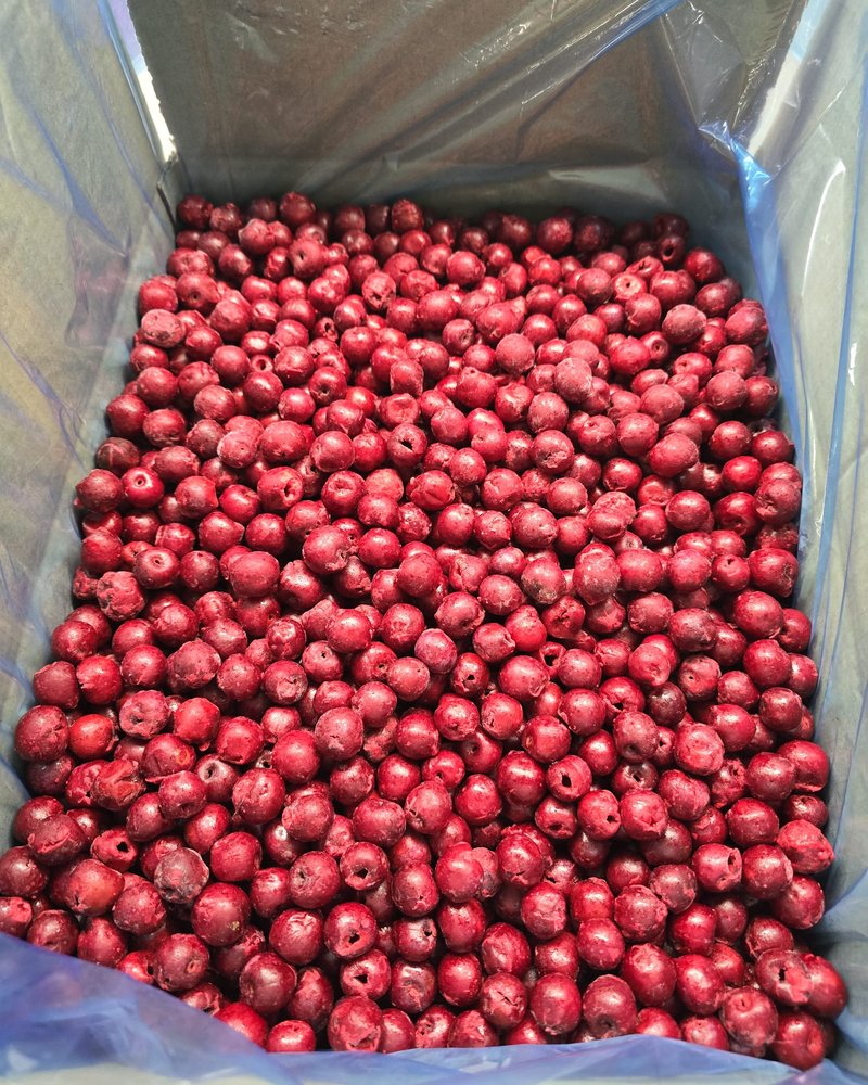 Freshly packed IQF cherries
