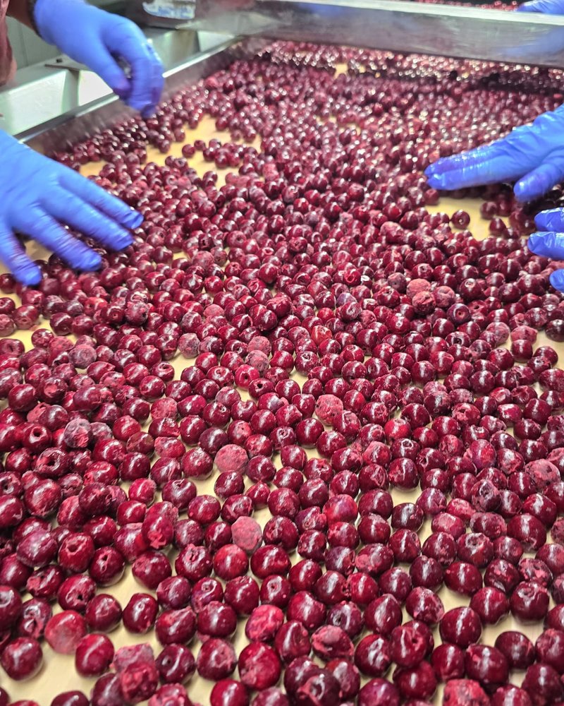 Cherries hand-sorted on the quality line