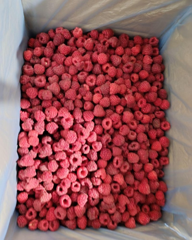 Freshly packed IQF raspberries, ready for cold storage