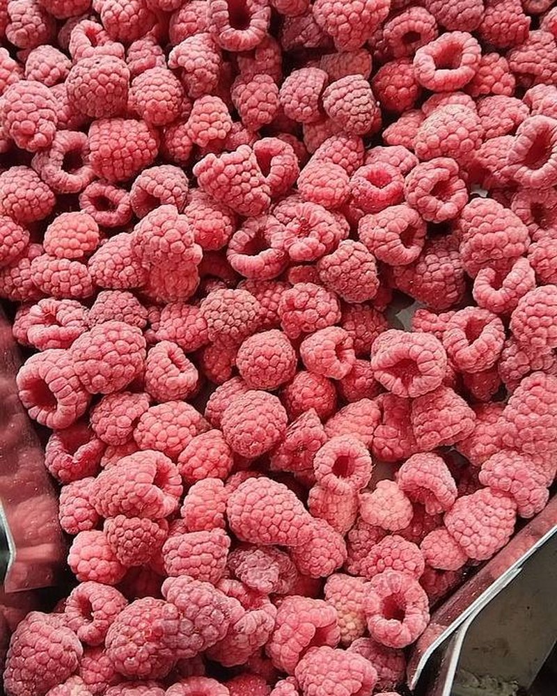 IQF raspberry on the processing line